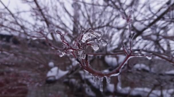 Ramo Árvore Coberto Com Esmalte Gelo Fundo Desfocado — Vídeo de Stock