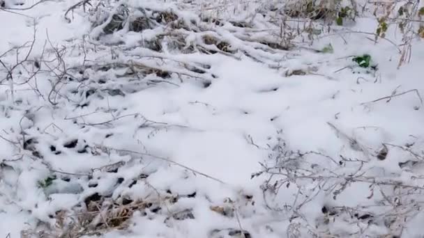 Dry Grass Covered Ice Glaze Snow — Vídeos de Stock