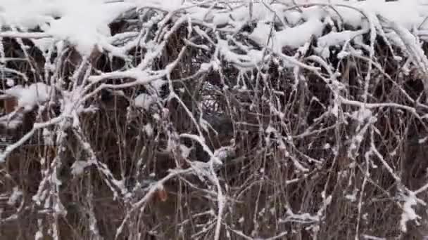 Зимой Верхушка Забора Густо Заросла Альпинистскими Растениями — стоковое видео
