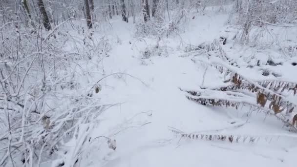 Krzewy Lesie Podczas Opadów Śniegu Podczas Posuwania Się Przodu — Wideo stockowe