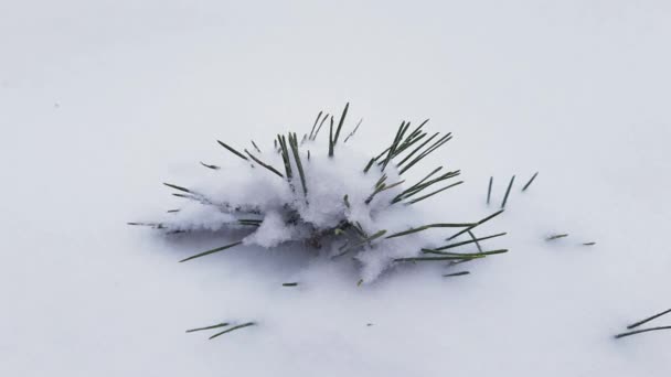 Tannenzweig Bei Schneefall Mit Schnee Bedeckt — Stockvideo