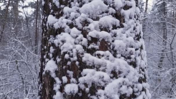 Pine Trunk Covered Snow Forest Snowfall — Vídeo de Stock