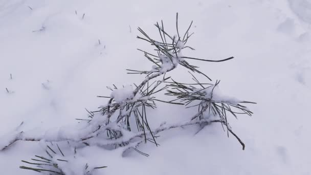 Сосновая Ветка Покрыта Снегом Земле Время Снегопада — стоковое видео