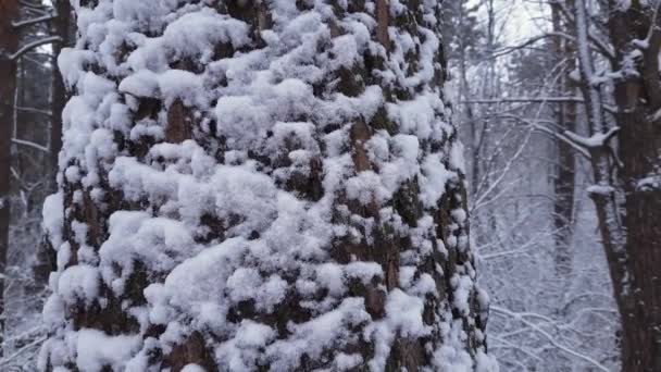 Kufer Sosnowy Pokryty Śniegiem Lesie Podczas Opadów Śniegu — Wideo stockowe