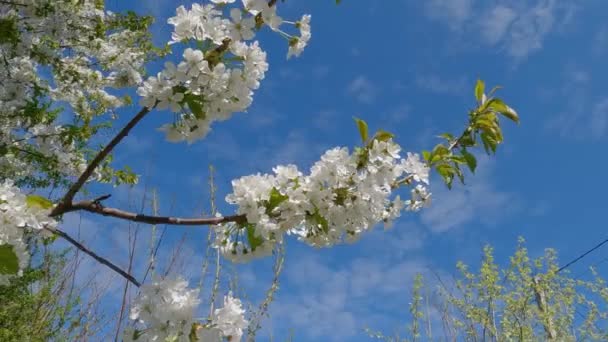 Branches Blooming Cherry Tree Sunny Weather Sky — Stock videók