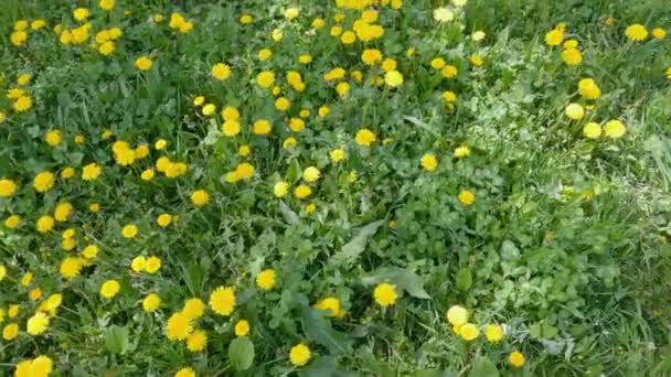 Various Grass Dandelion Flowers Meadow Springtime — Vídeo de Stock