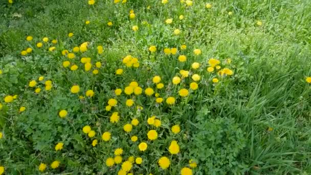 Various Grass Dandelion Flowers Meadow Springtime — Stock video