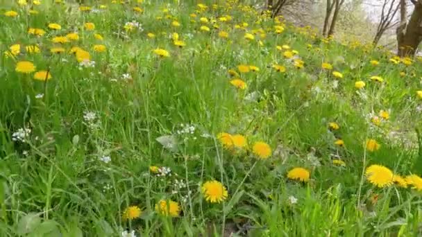 Virágzó Pitypang Között Különböző Tisztáson Tavasszal — Stock videók