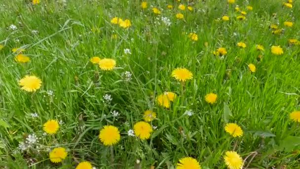 Blooming Dandelion Various Grass Glade Springtime — Stock video