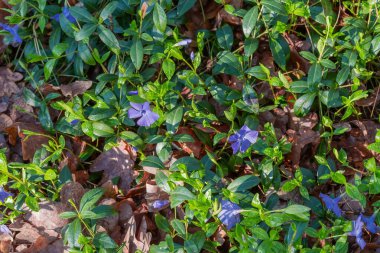 Fragment of the glade overgrown with blooming wild vinca among last year's foliage, covered with morning dew drops in spring forest, top view clipart