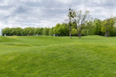 Big hilly lawn covered with dense low grass on a blurred background of trees on a meadow edge in spring overcast day