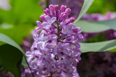 Part of inflorescence of the light purple lilac on a blurred background, close-up in selective focus