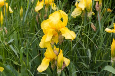 Stems of the irises with yellow flowers and flower buds growing among the high grass, view in overcast weather in selective focus