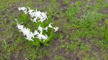 Bushes of garden hyacinth with white flowers in overcast wheater