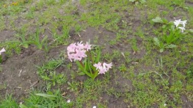 Bushes of garden hyacinth with white and pink flowers