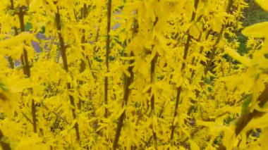 Branches of blooming forsythia with yellow flowers in overcast wether