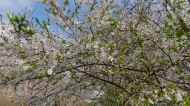 Branches of blooming cherry tree in sunny weather while panning