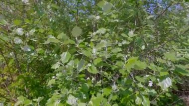 Young branches of white poplar trees in sunny spring day