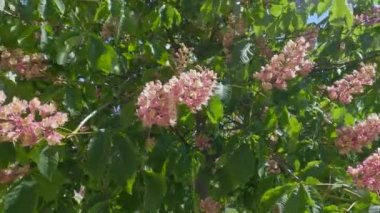 Güneşli bir günde kırmızı at kestanesi ağacının enfeksiyonları
