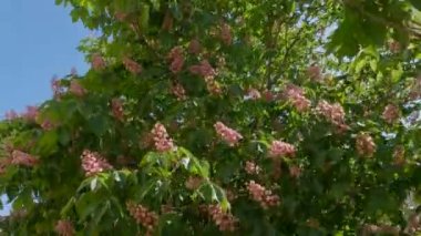Blooming red horse-chestnut trees at sunny windy day backlit