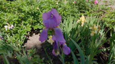 Stem of blooming purple iris among the other flowers