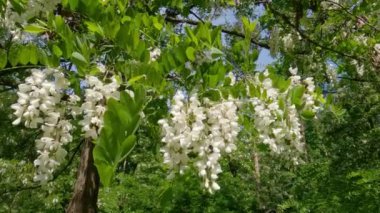Branch of the blooming locust tree in sunny windy day
