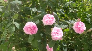 Blooming dog rose shrub with pink flowers in sunny weather