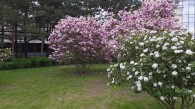 Young bushes of Magnolia with purple flowers in park