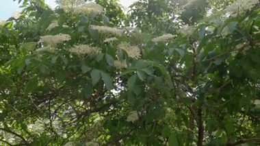 Shrub of blooming elderberry against the sky backlit