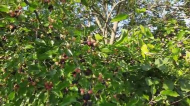 Branches of mulberry tree with ripening fruits in sunny day