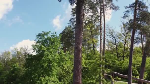 Стовбур Старої Високої Сосни Парку Вид Повітря — стокове відео
