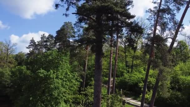 阳光明媚的天气 公园里的老松树 — 图库视频影像