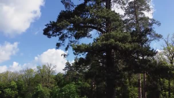 公园里的老松树上半部分 — 图库视频影像