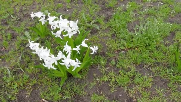 Bushes Garden Hyacinth White Flowers Overcast Wheater — Stock Video