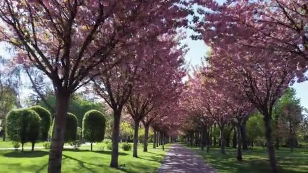 Alley Blooming Cherry Blossom Trees Spring Park Backlit — Vídeo de Stock