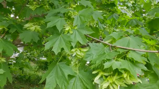 Branch Maple Unripe Winged Seeds Overcast Weather — Stock video