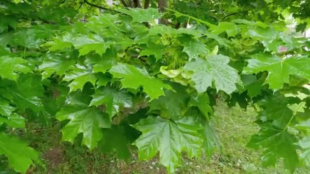 Branch Maple Unripe Winged Seeds Rain — Stock video