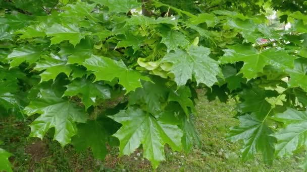Branch Maple Unripe Winged Seeds Rain — 비디오