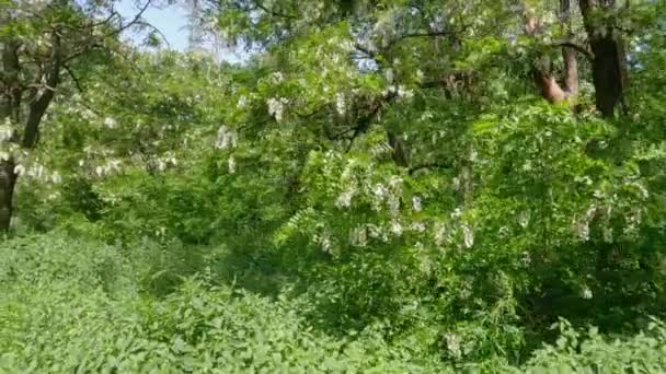 Virágzó Szentjánoskenyérfák Régi Parkban Napsütéses Napsütéses Napokon — Stock videók