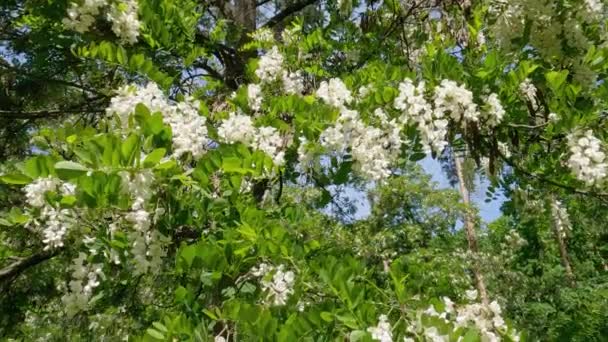 Branches Blooming Locust Tree Sunny Windy Day — Wideo stockowe