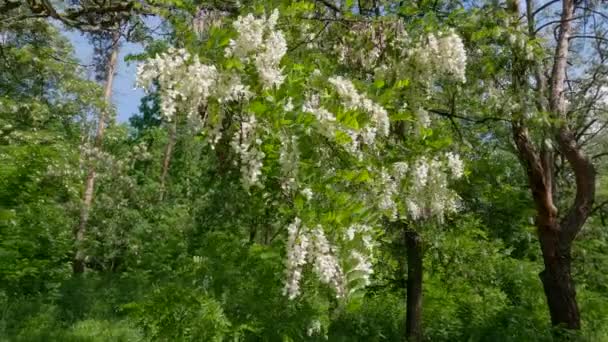 Branch Blooming Locust Tree Sunny Windy Day — Vídeos de Stock