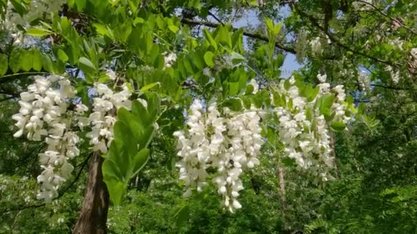 Branch Blooming Locust Tree Sunny Windy Day — Vídeo de stock