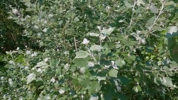 Baharda Siyah Beyaz Kavak Ağaçlarının Genç Dalları — Stok video