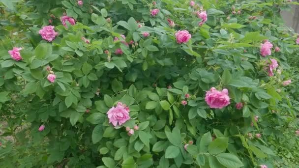Blooming Dog Rose Shrub Overcast Windy Weather — Wideo stockowe