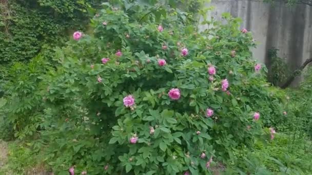 Blooming Dog Rose Shrub Overcast Windy Weather — Stockvideo