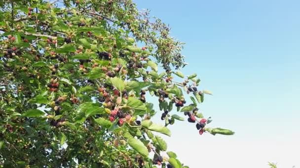 Branches Mulberry Tree Ripening Fruits Sunny Day — Stock Video