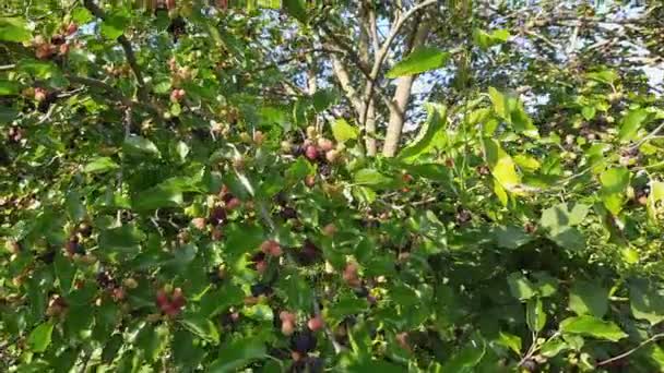 Ветви Тутового Дерева Созревающими Плодами Солнечный День — стоковое видео