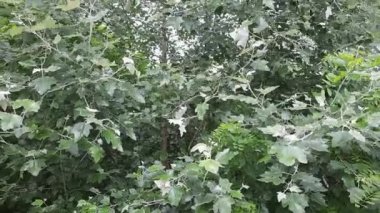 Young branches of white poplar trees in sunny spring day