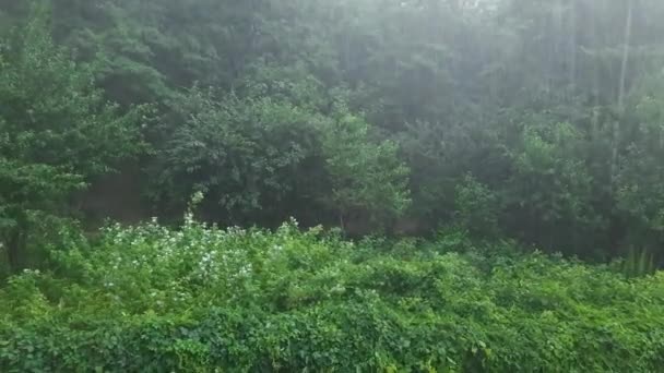 Trees Bushes Park Summer Heavy Rain — Stockvideo