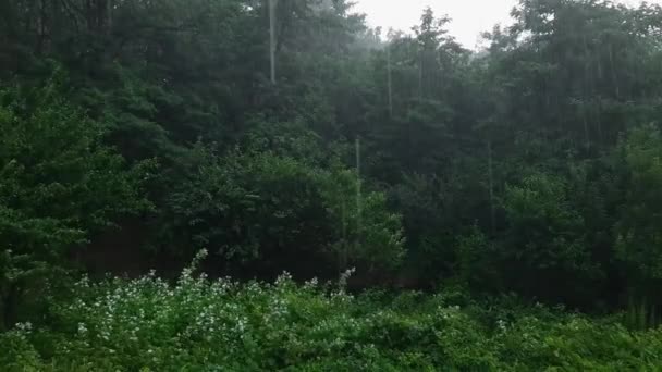 Alberi Cespugli Nel Parco Durante Una Forte Pioggia Estiva — Video Stock